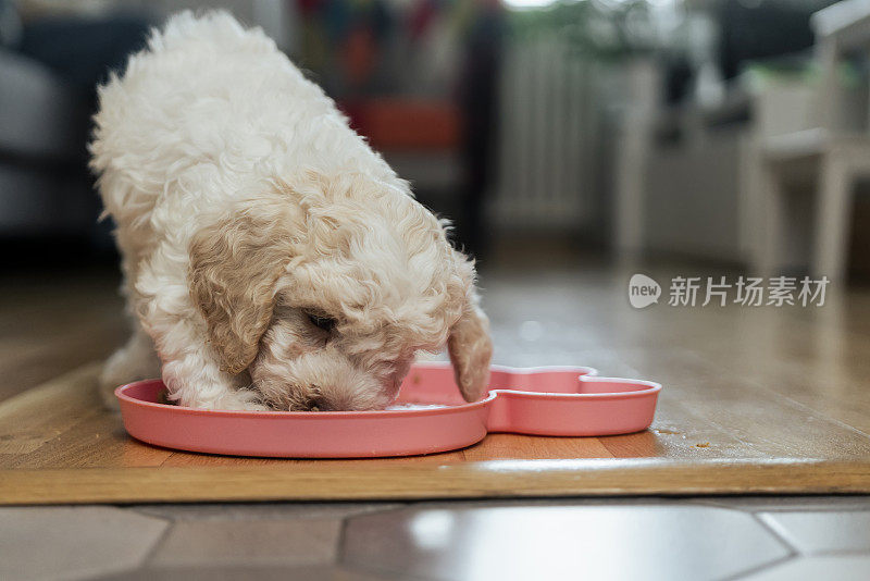 可爱的Lagotto Romagnolo小狗吃